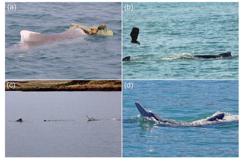 (a) Adult male humpback dolphin presenting a large sponge in the vicinity of a female, (b) a male tossing a sponge towards an adult female, (c) and (d) males performing the banana pose. (Image: S. J. Allen et al., 2017)